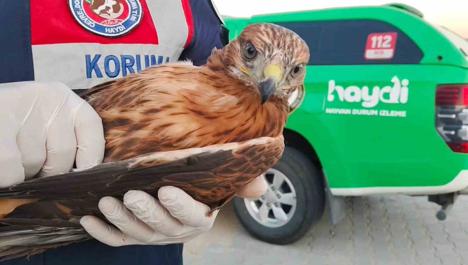Boğazlıyan’da bulunan yaralı şahin, koruma altına alındı 