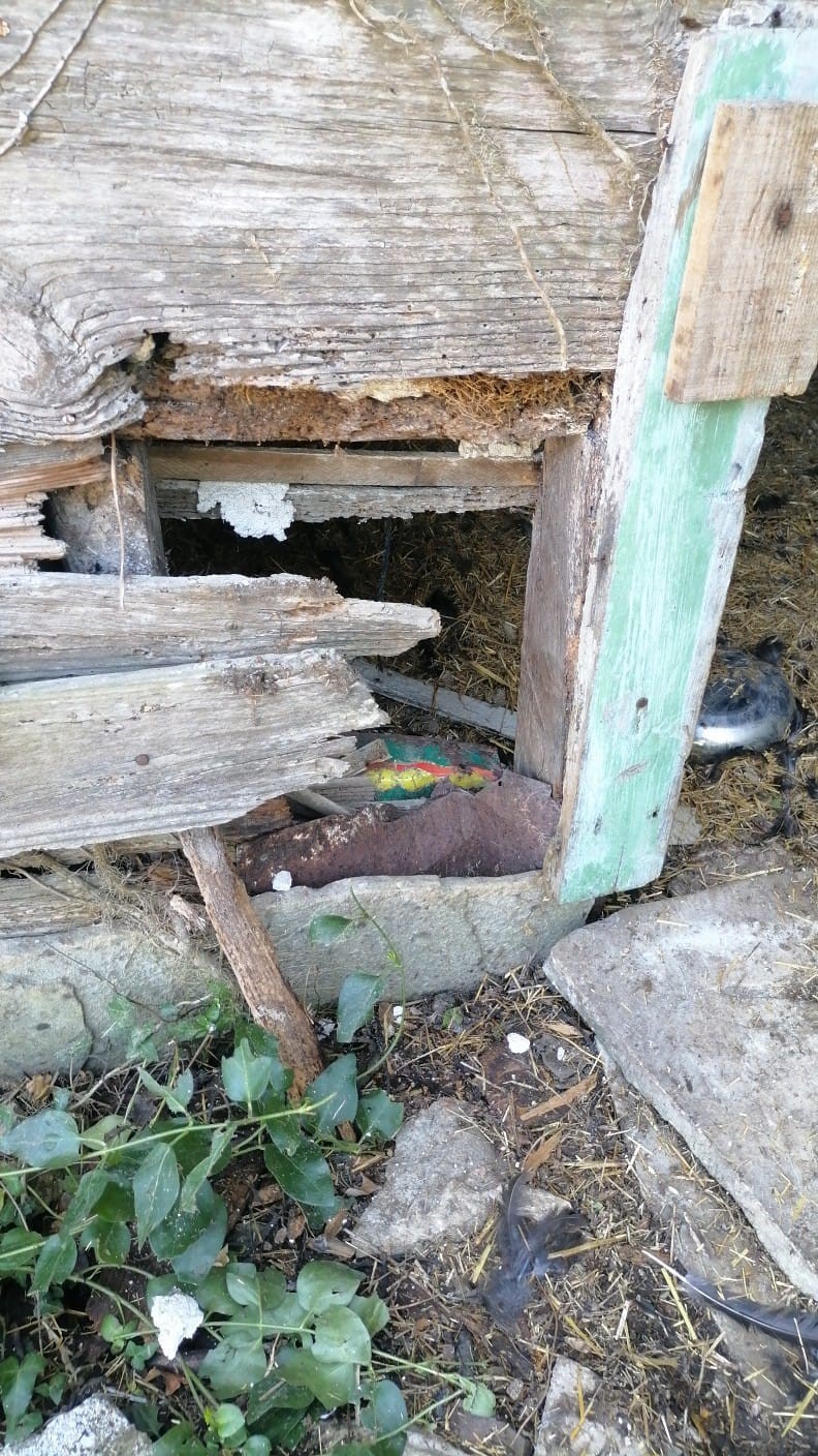 Başıboş köpekler, girdikleri kümeste 22 tavuğu telef etti 