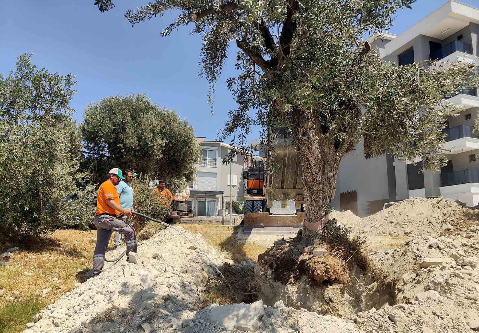 Kuşadası Belediyesi zeytin ağaçlarını yaşatıyor 