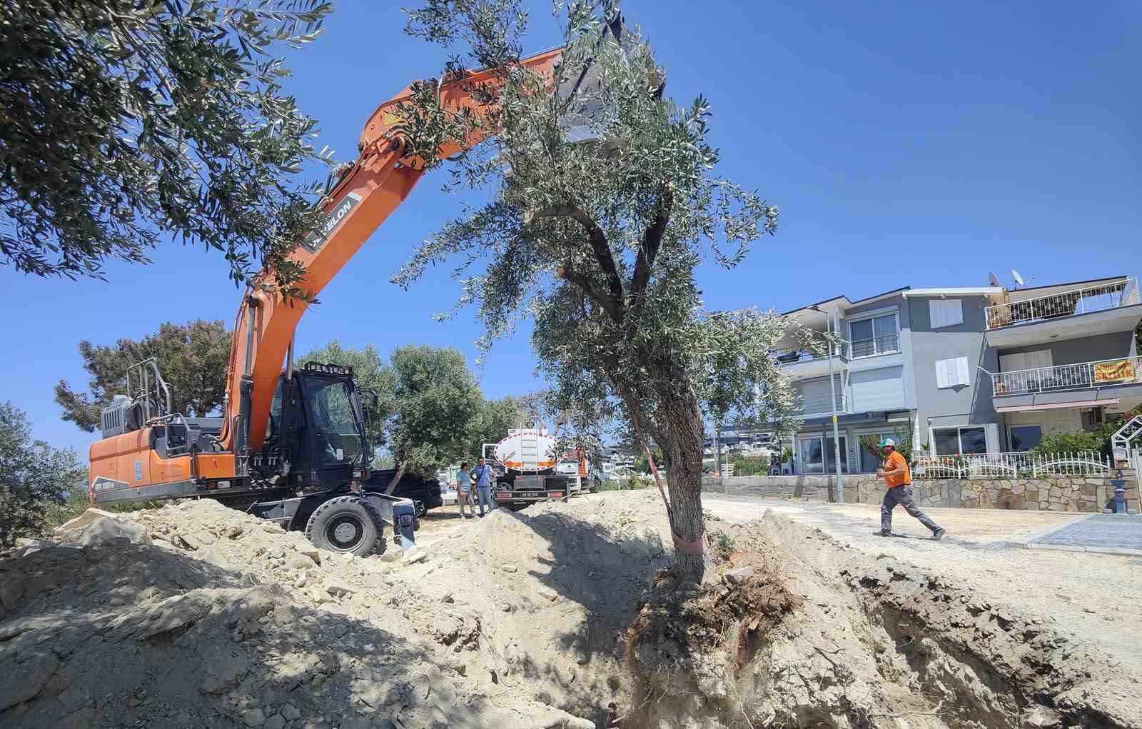 Kuşadası Belediyesi zeytin ağaçlarını yaşatıyor 