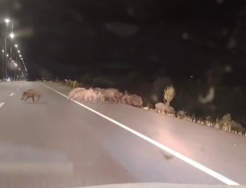 Kara yoluna çıkan yaban domuzları sürücülerin korkulu rüyası 