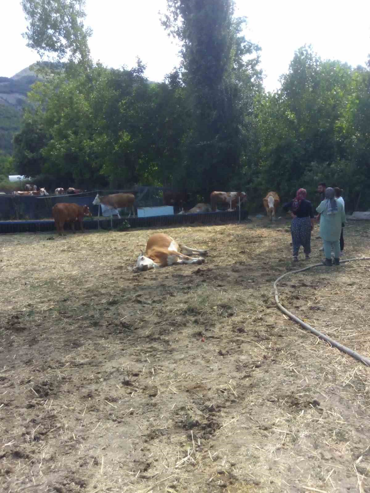 Kastamonu’da 3 büyükbaş hayvan dereden su içtikten sonra telef oldu 