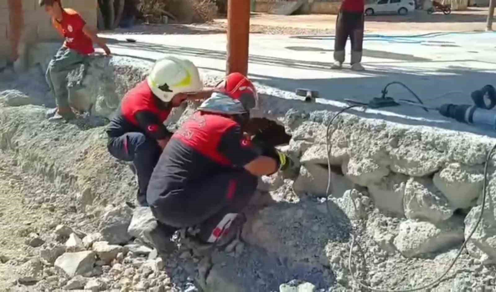 Şanlıurfa’da betonun altında mahsur kalan 2 kedi kurtarıldı 