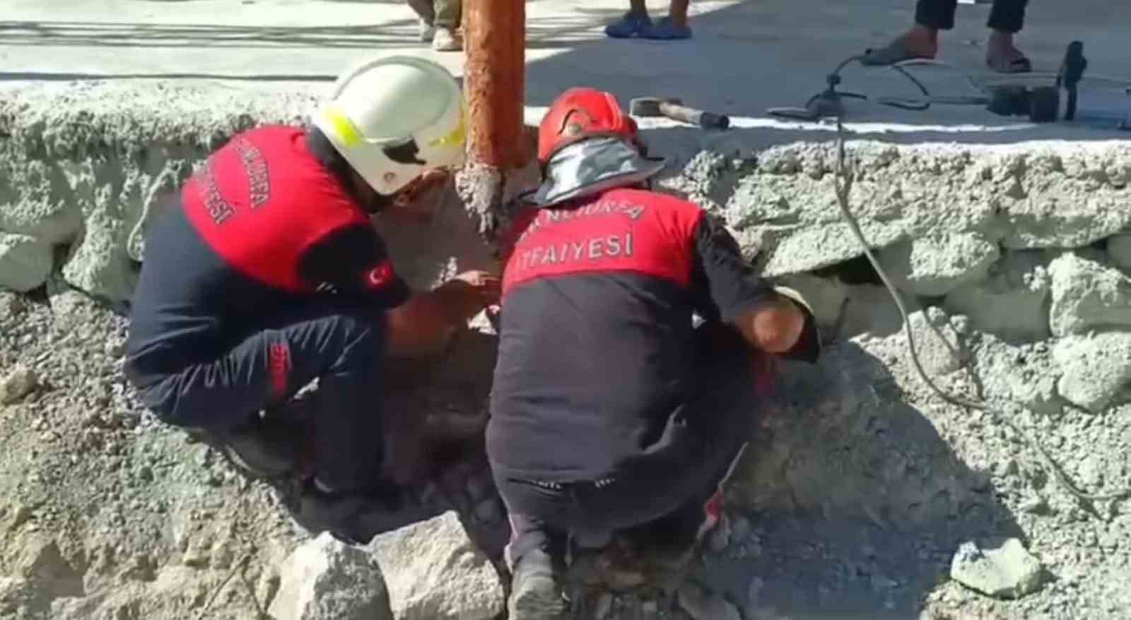 Şanlıurfa’da betonun altında mahsur kalan 2 kedi kurtarıldı 