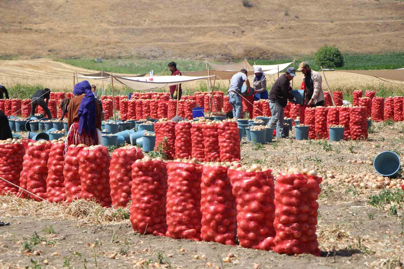 Amasya’da bu yıl soğan bol: Avrupa ve Rusya’ya da ihraç edildi 