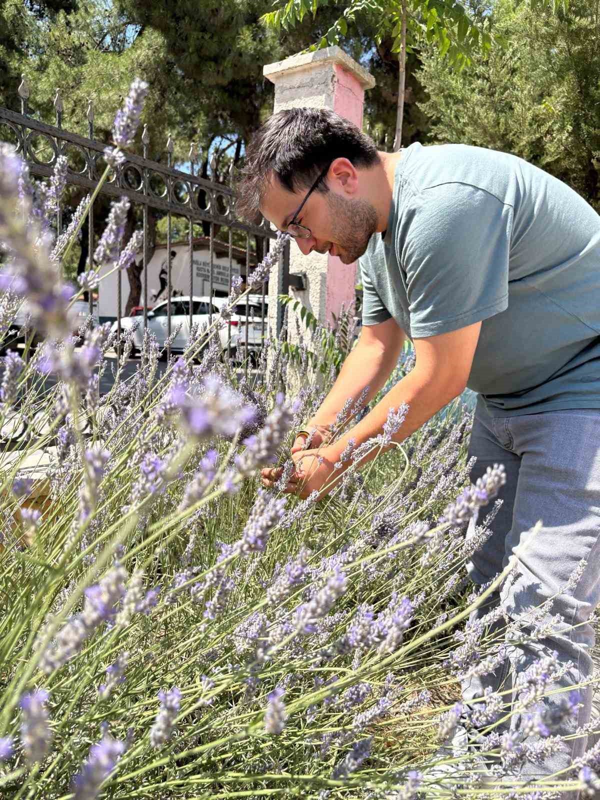 Gönüllü gençler Lavanta hasadında buluştu 