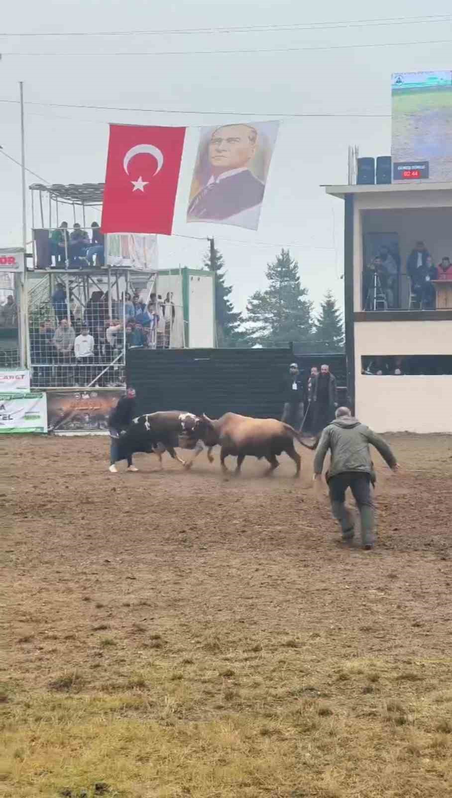 Rakibinden kaçan boğa, bakıcısını boynuzla yere serdi 