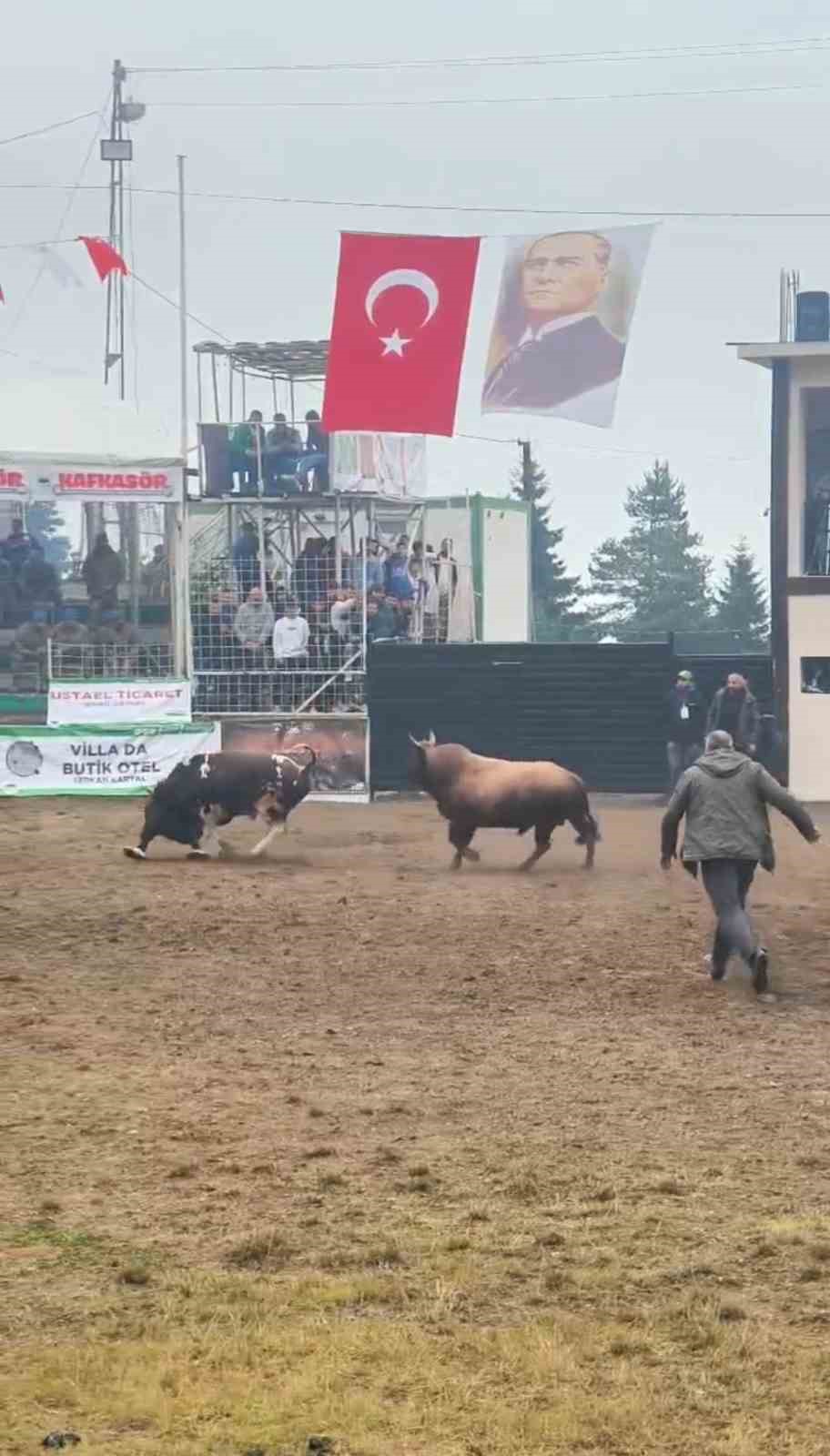 Rakibinden kaçan boğa, bakıcısını boynuzla yere serdi 