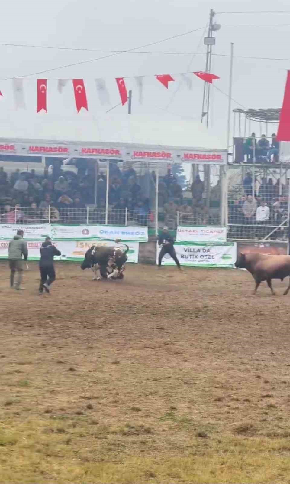 Rakibinden kaçan boğa, bakıcısını boynuzla yere serdi 