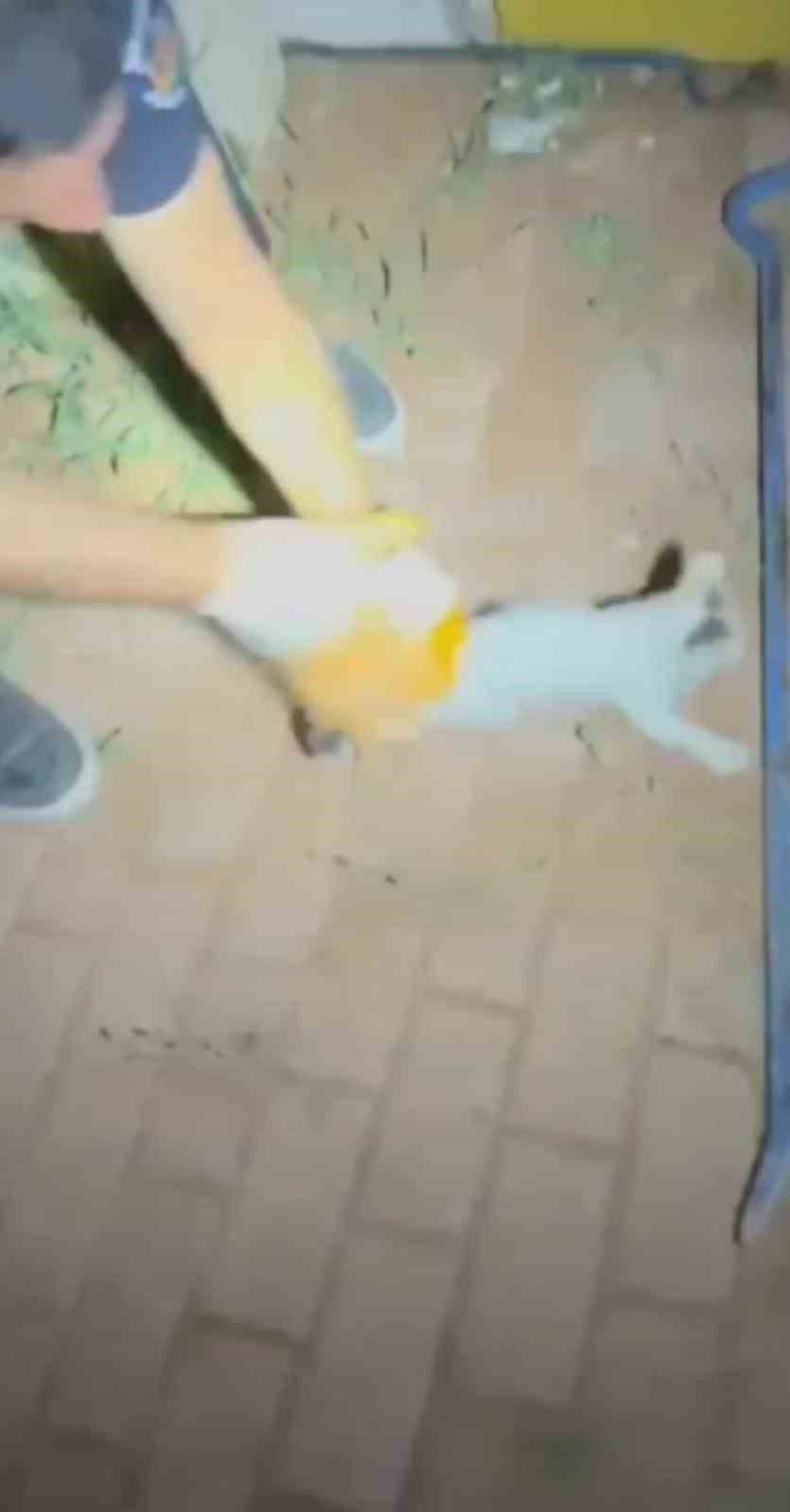 İtfaiyeden gece yarısı kedi kurtarma operasyonu 
