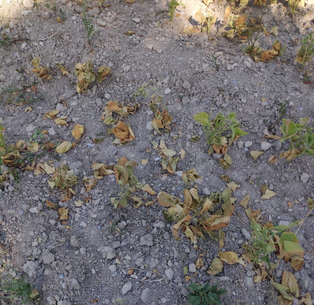 Denizli’de bir garip su kavgası 