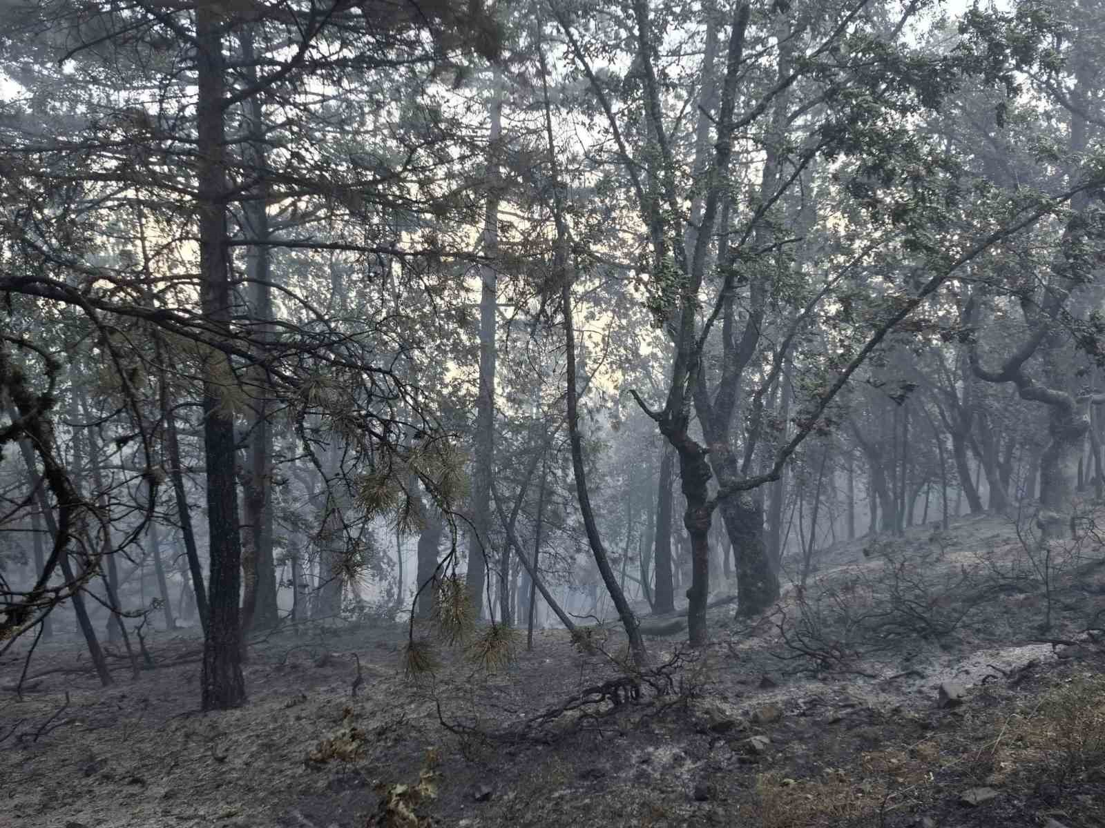 Orman yangınına sebep olan 9 kişi gözaltına alındı, bir kişi tutuklandı 