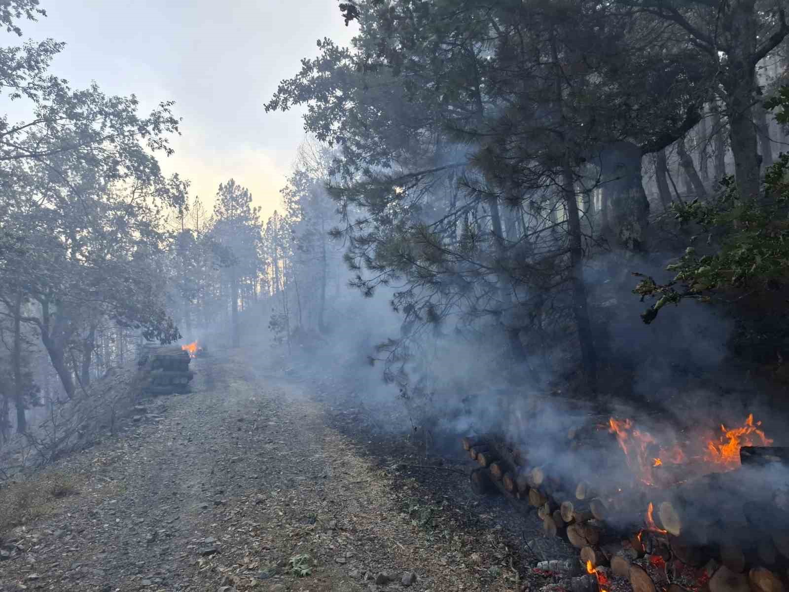 Orman yangınına sebep olan 9 kişi gözaltına alındı, bir kişi tutuklandı 