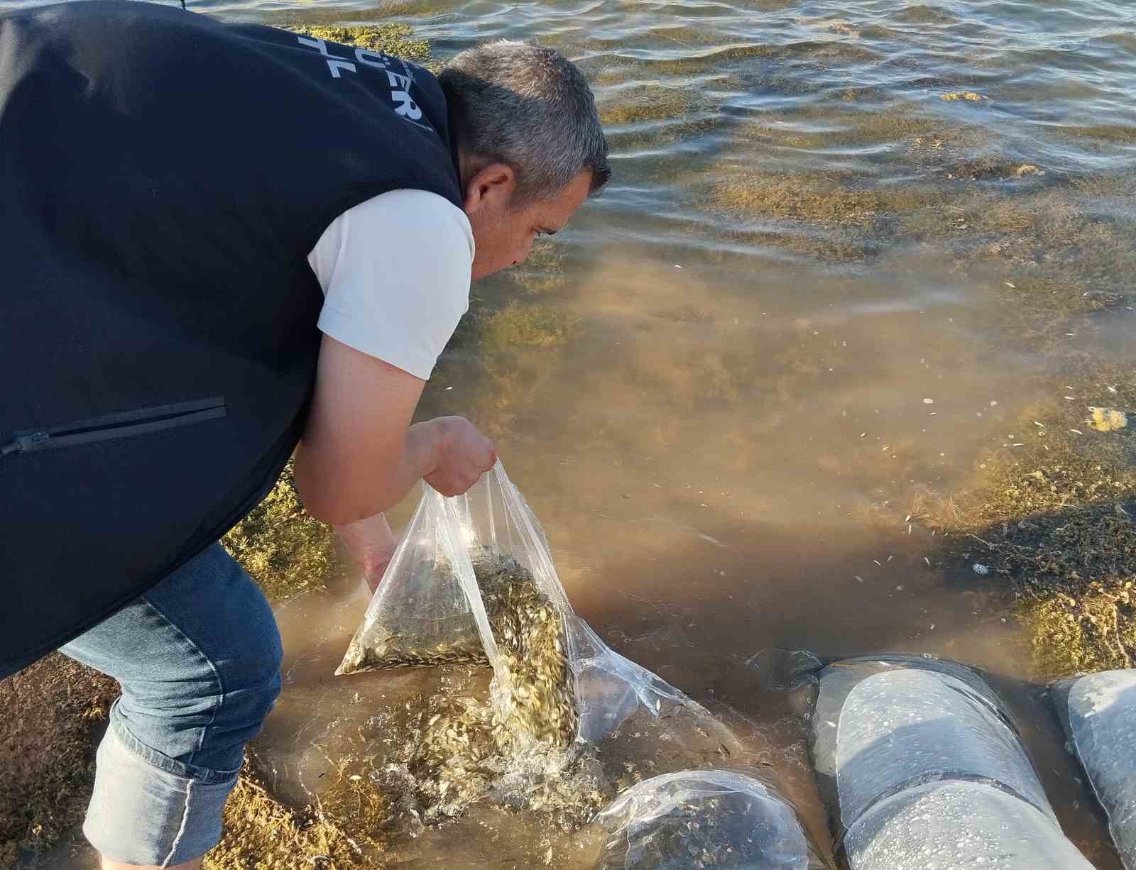 Beyşehir’in göletlerine yavru sazan takviyesi 
