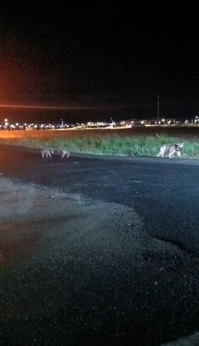 Sarıkamış’ta anne ayı ve yavrularının gece gezintisi kamerada 