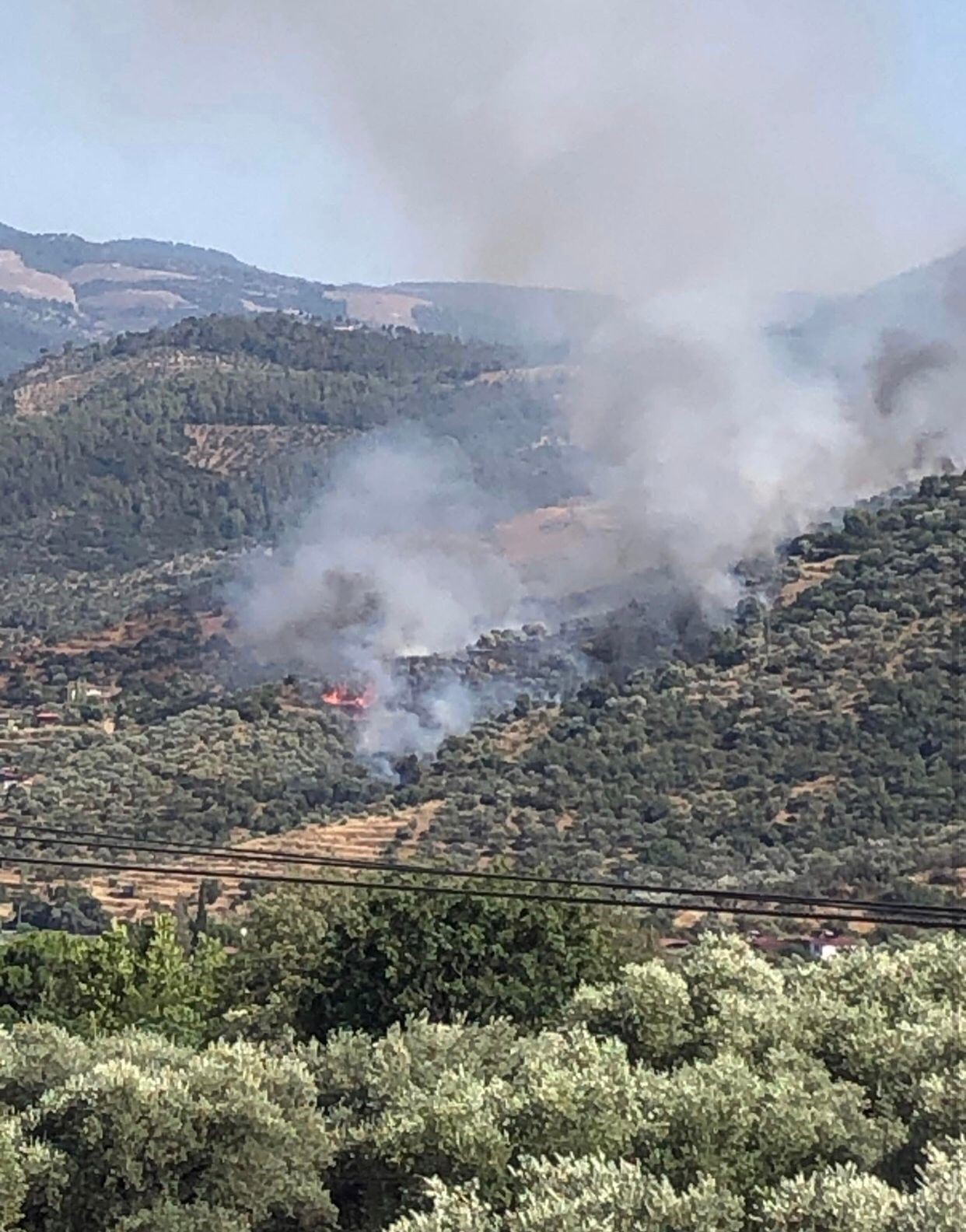Aydın’da orman yangını 