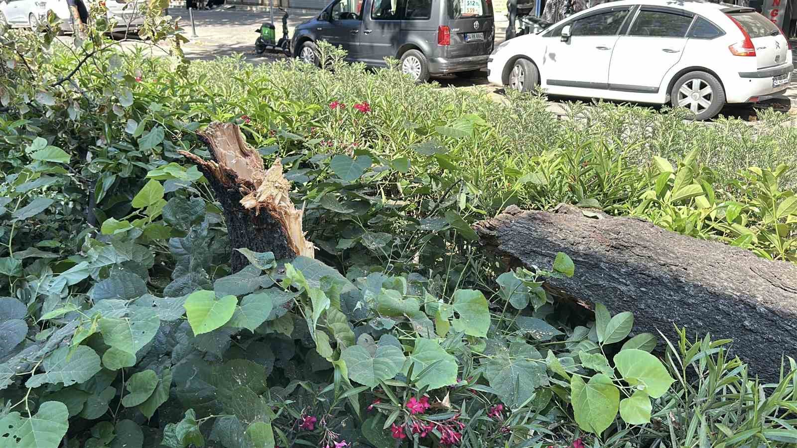 Üsküdar’da park halindeki aracın üzerine ağaç devrildi 