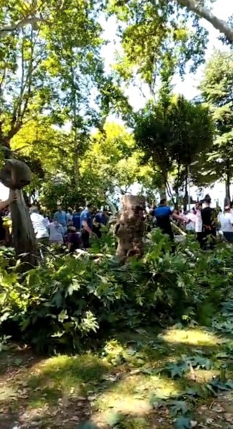 Çınar ağacının kırılan dalı üzerine düşen kişi hayatını kaybetti 