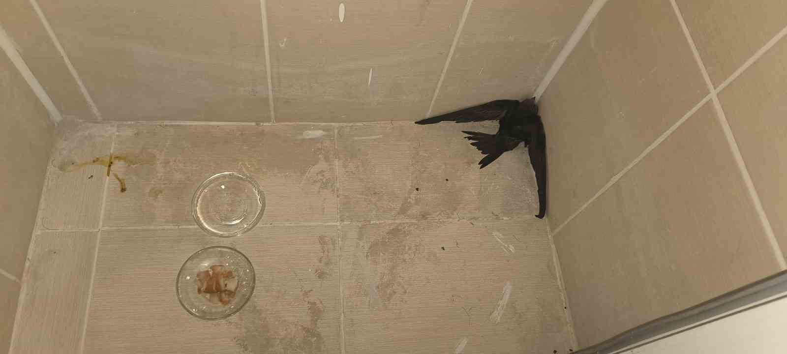 Kırşehir’de yaralı ebabil kuşu tedavi altına alındı 