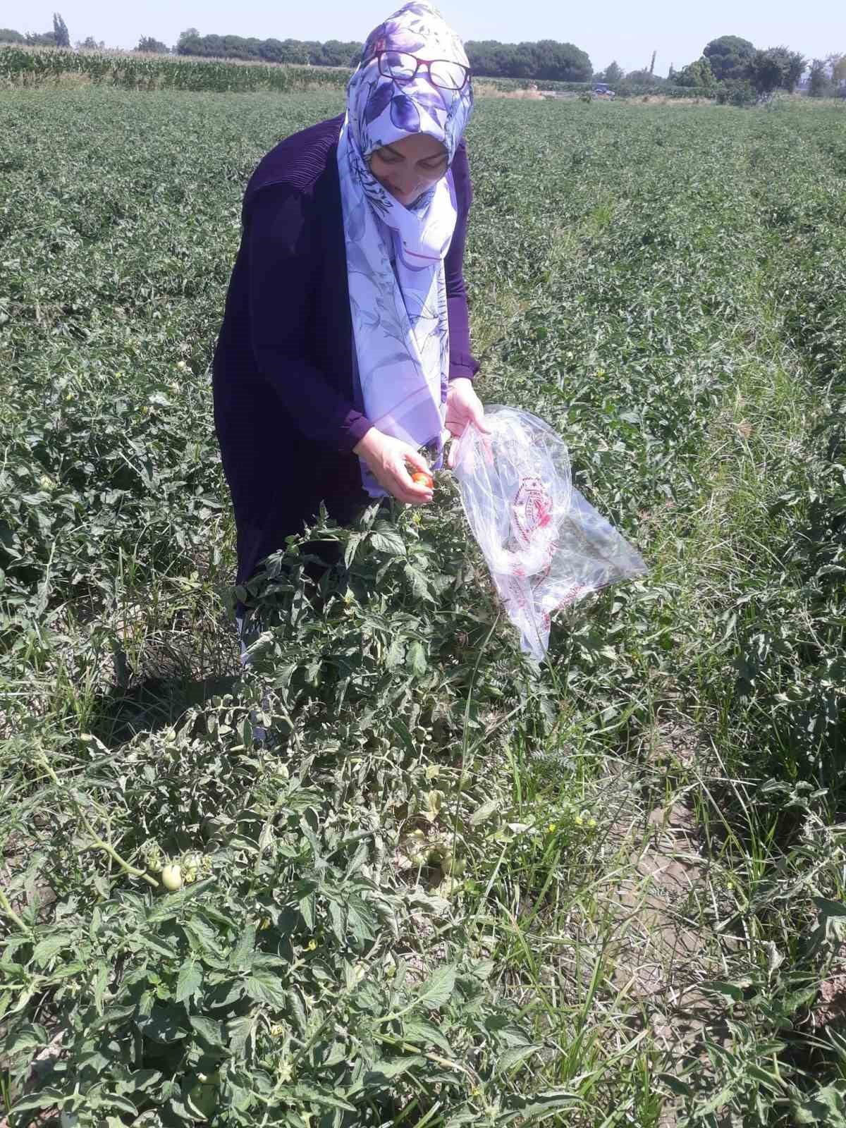 Söke’de hasat öncesi pestisit kontrolü yapıldı 