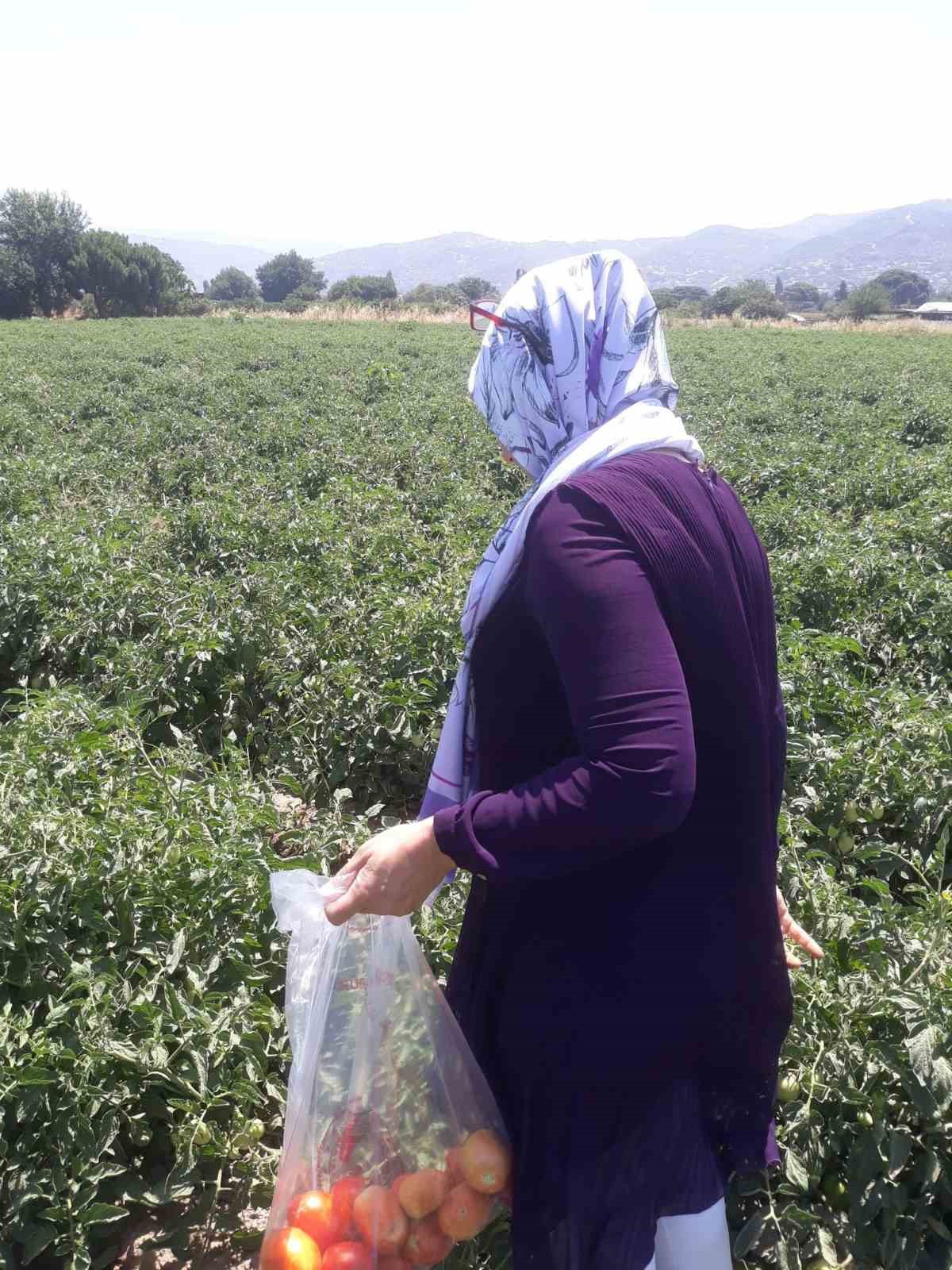 Söke’de hasat öncesi pestisit kontrolü yapıldı 