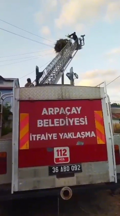 Kars’ta yuvadan düşen yavru leylek, yeniden yuvasına konuldu 
