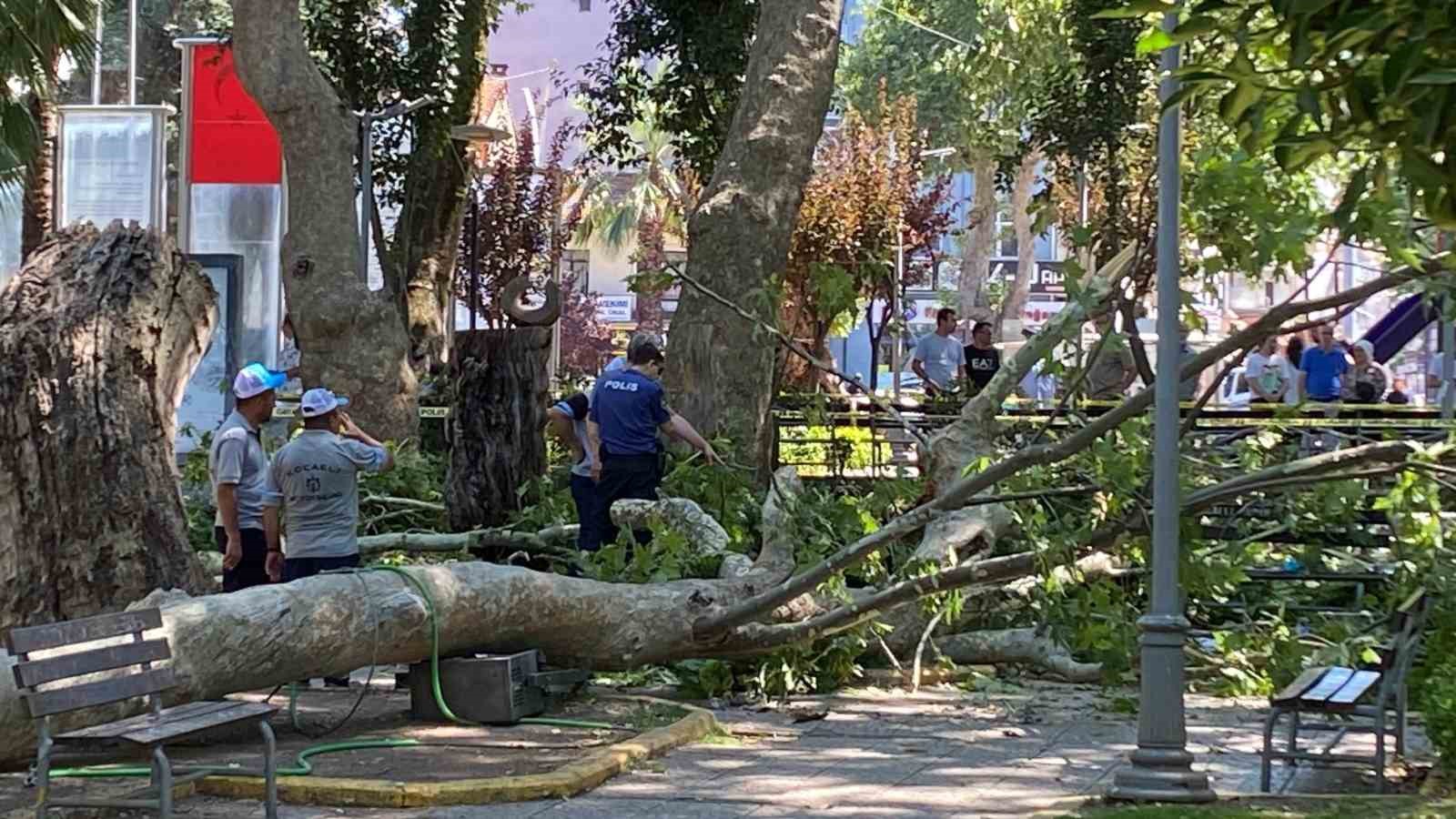 Çınardan kopan dal can aldı: O anlar kamerada 