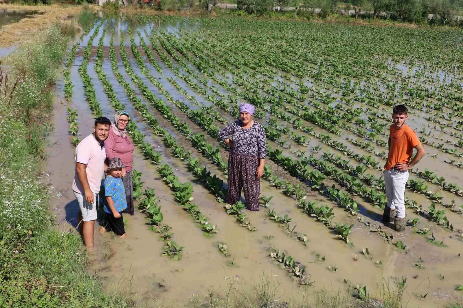 Bafra’da su kanalı taştı, mahsuller sular altında: Üreticiler tepkili 
