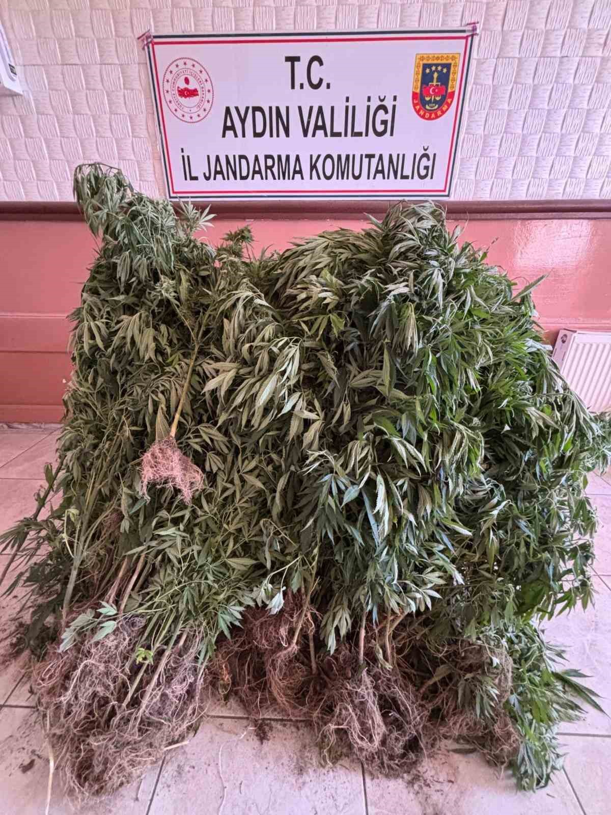 Söke’de 495 kök kenevir ele geçirildi 
