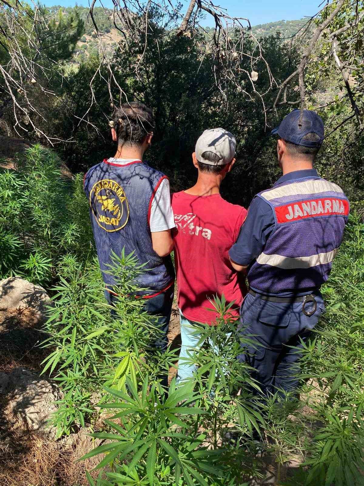 Söke’de 495 kök kenevir ele geçirildi 