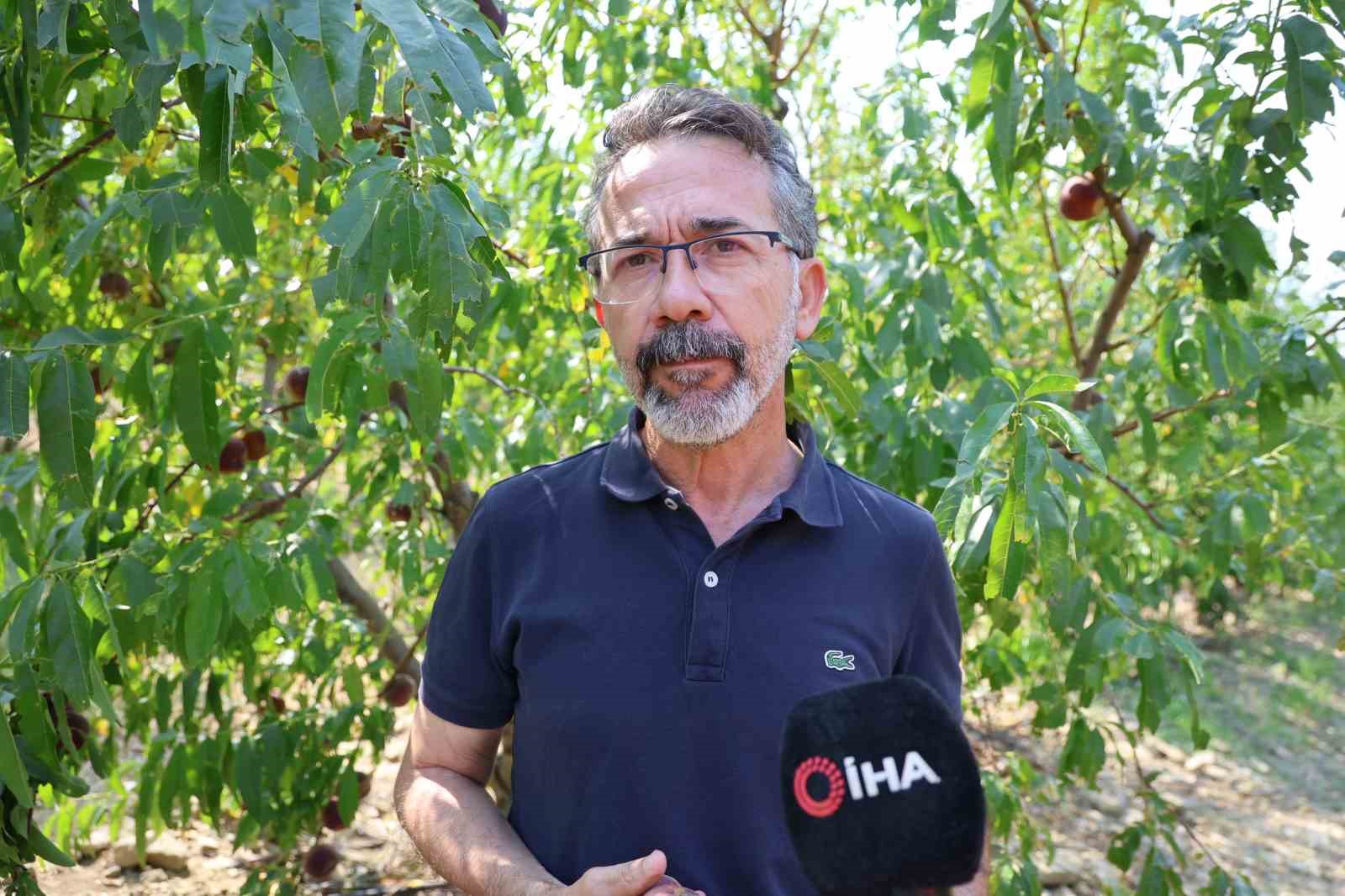 Adana’da şeftali hasadı başladı: Don vuran bahçelerde rekolte düştü 