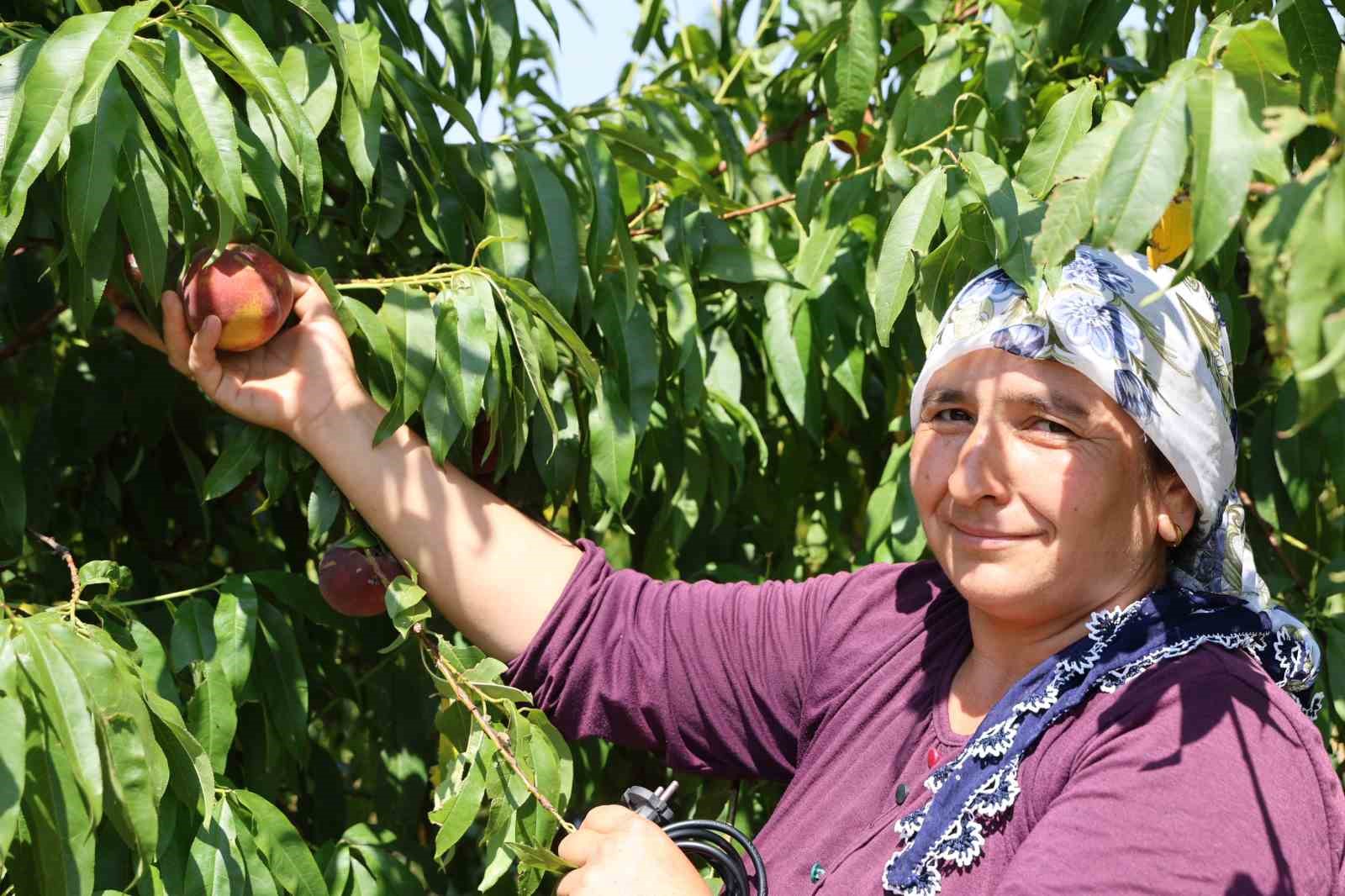 Adana’da şeftali hasadı başladı: Don vuran bahçelerde rekolte düştü 