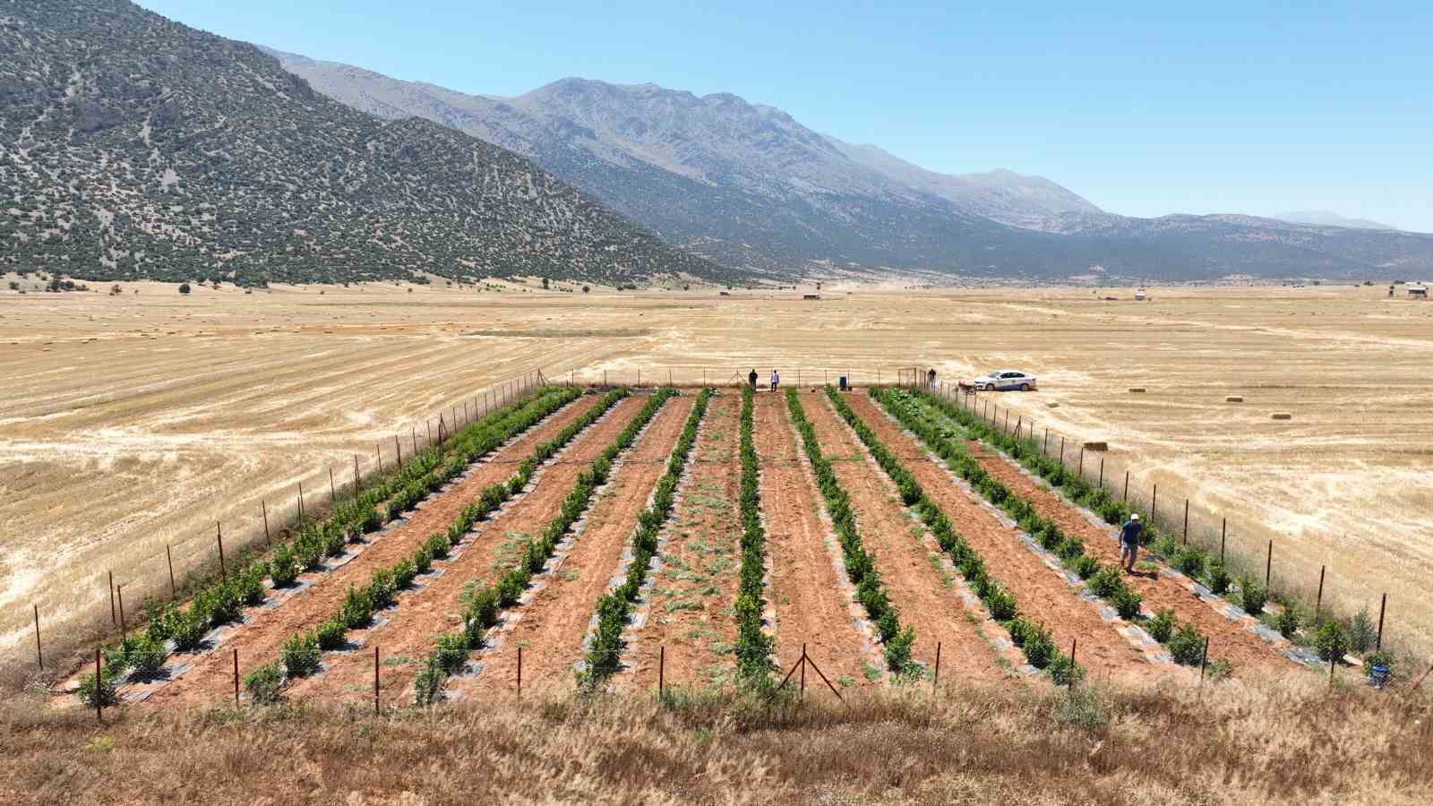 Susuzluk nedeniyle tarım yapılamayan ilçe arıtma suyuyla yeşerdi 