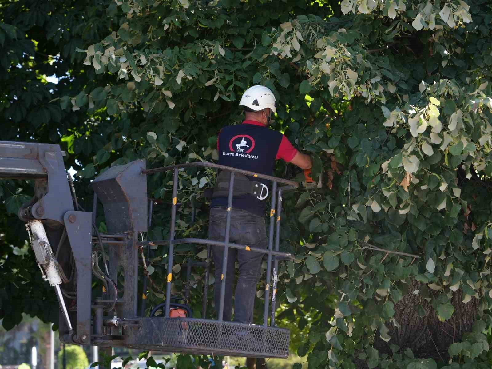 Bir kişi hayatını kaybetmişti: Düzce’de tehlikeli ağaç kaldırıldı 