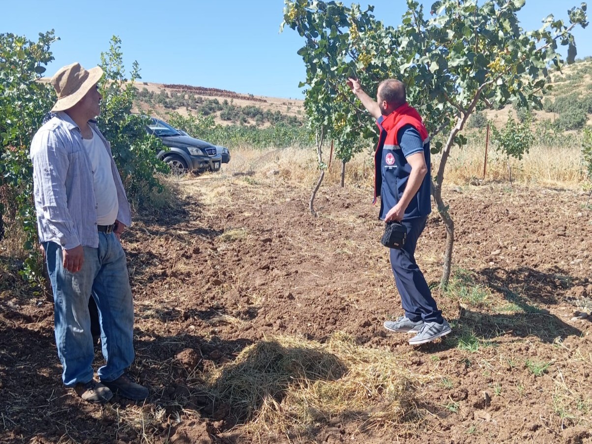 Siirt’te fıstık üreticilerine uygulamalı eğitim 