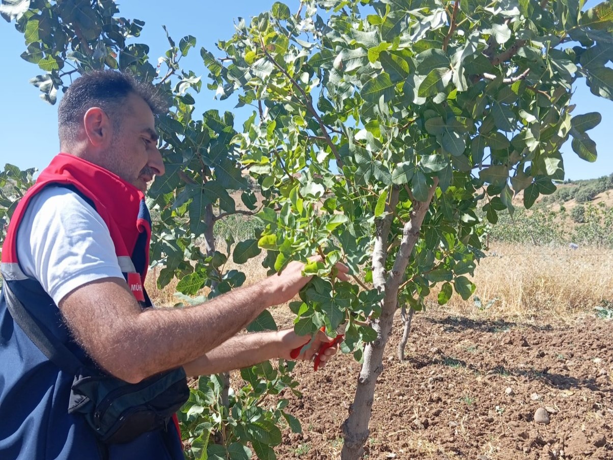 Siirt’te fıstık üreticilerine uygulamalı eğitim 