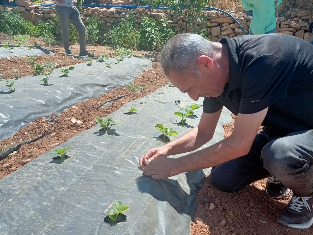 Siirt’te bitkisel üretim alanlarında hastalık ve zararlı takibi sürüyor 