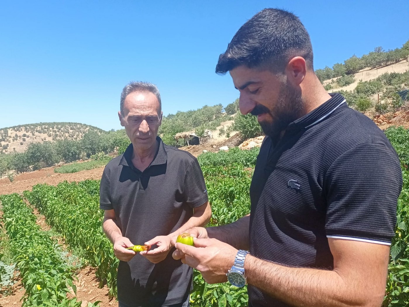 Siirt’te bitkisel üretim alanlarında hastalık ve zararlı takibi sürüyor 