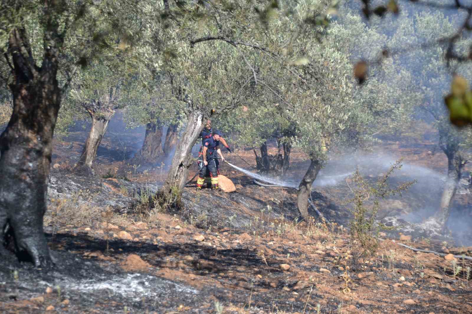 Ayvalık’ta yerleşim sitesinin yanında zeytinlik yangını 