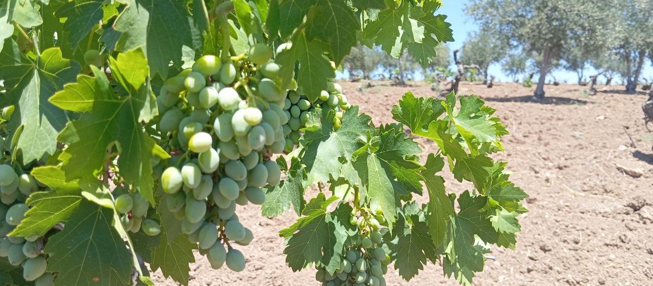 Horoz karası üzümünde kara yıl 