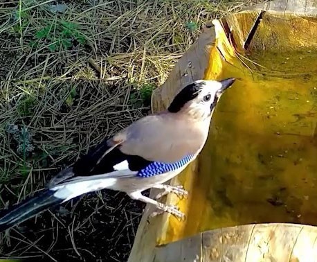 Ormanların renkli sesi alakarga Uludağ’da görüntülendi 
