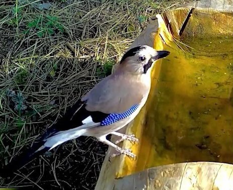 Ormanların renkli sesi alakarga Uludağ’da görüntülendi 