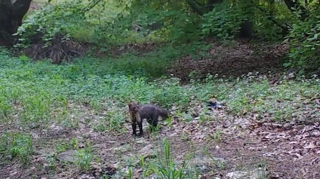 Ormanların renkli sesi alakarga Uludağ’da görüntülendi 