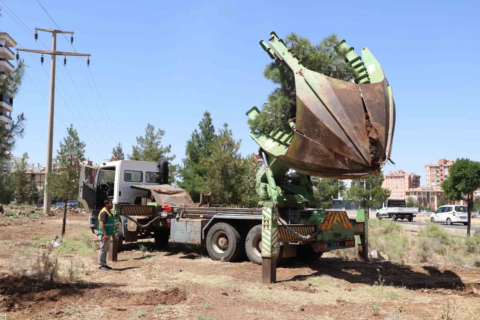 Ağaçlar zarar verilmeden ormanlık alana taşındı 