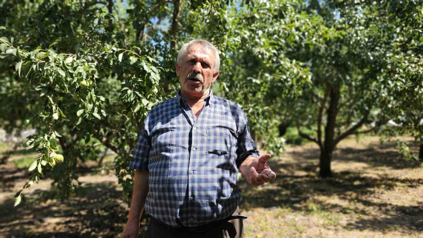 Bursa’da görüp Zonguldak’ta kurduğu armut bahçesinden 80 tonluk hasat bekliyor 