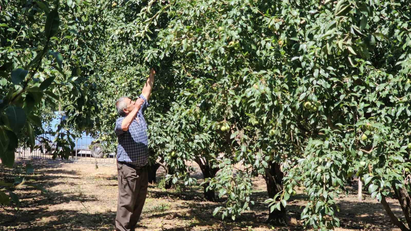 Bursa’da görüp Zonguldak’ta kurduğu armut bahçesinden 80 tonluk hasat bekliyor 