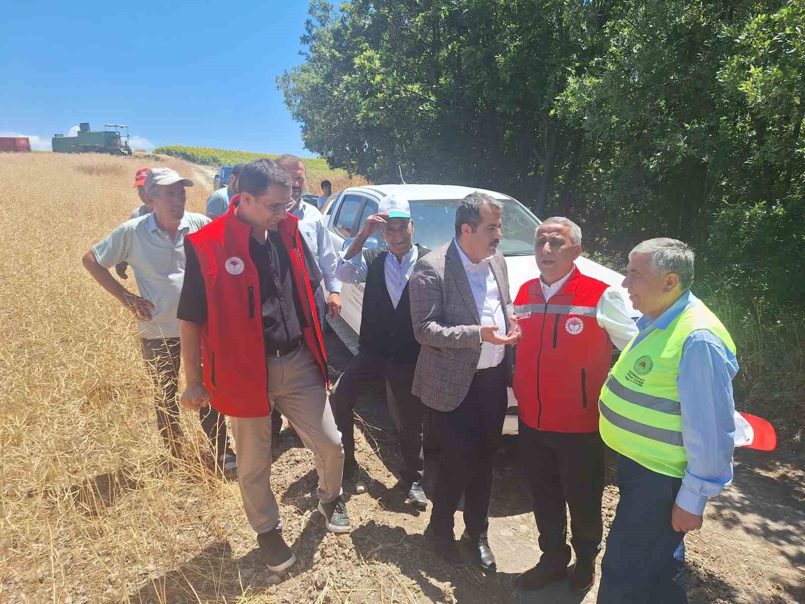 Vezirköprü’de kanola hasadı başladı 