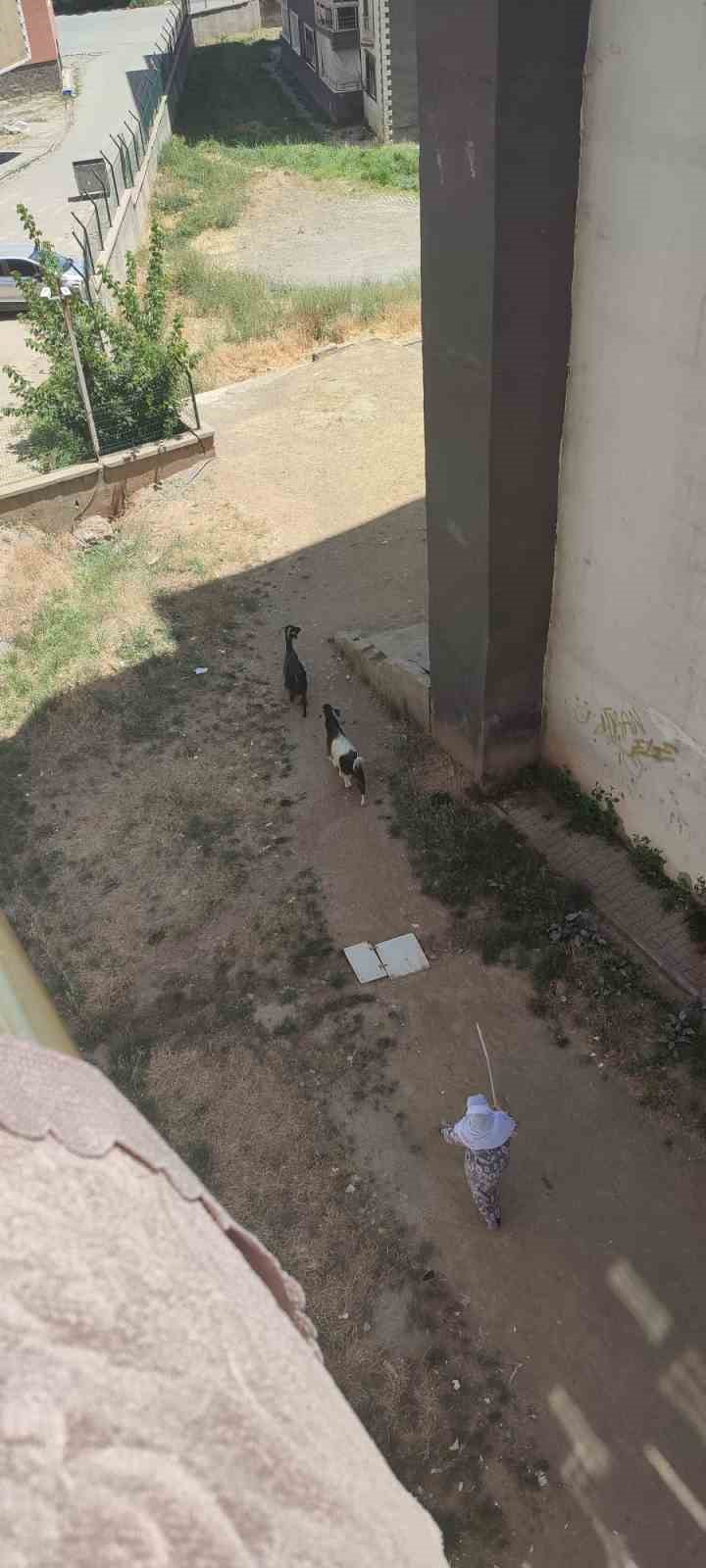 Muş’ta serinlemek için apartmana giren iki keçinin inadı tutunca asansörle indirildi 