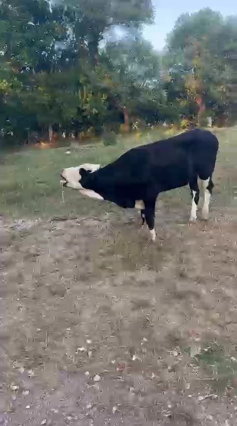 Karabük’te 3 inek şap hastalığından telef oldu 