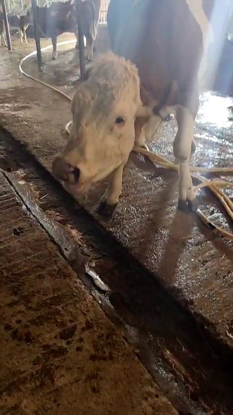 Karabük’te 3 inek şap hastalığından telef oldu 